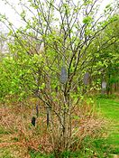 The rowan wish tree in Eglinton Country Park, Kilwinning, Scotland