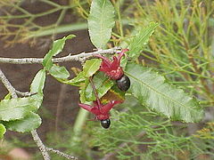 Ochna serrulata.