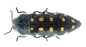 Acmaeodera degener