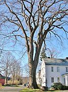 American Elm in Old Deerfield, MA - December 2011.jpg