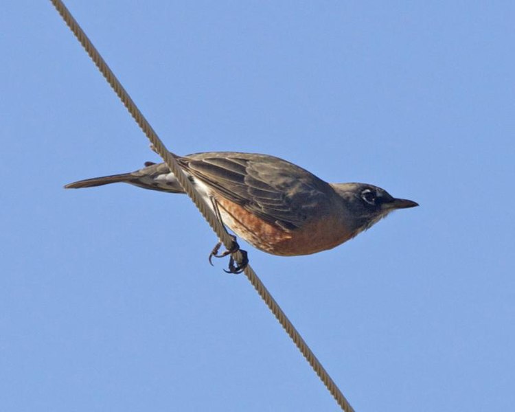 File:American robin (Turdus migratorius) - Flickr - Lip Kee (1).jpg