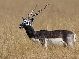 Indiai antilop (Antilope cervicapra)