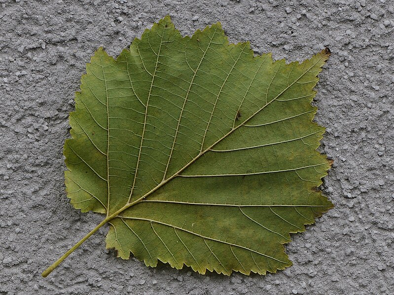 File:Baum Hasel, Corylus colurna 5.JPG