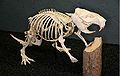 A beaver skeleton on display at The Museum of Osteology, Oklahoma City, Oklahoma.