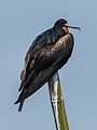 Christmas frigatebird