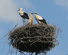 Three long-legged, long-billed black and white birds stand on a huge pile of sticks atop an artificial platform on a pole