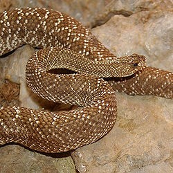 Dienvidu klaburčūska (Crotalus durissus)