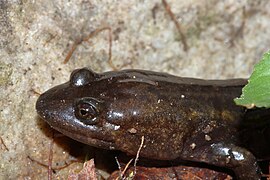 Desmognathus intermedius Stanton 2.jpg