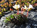 5061 Rindal Fjellpryd Diapensia lapponica