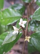 Elaeagnus triflora.jpg