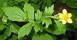 Geel nagelkruid (Geum urbanum)