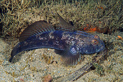 Melnais jūrasgrundulis (Gobius niger)