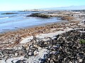 Deutsch: Lüderitzhalbinsel English: Lüderitz Peninsula