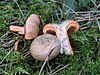 Lactarius deterrimus