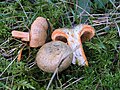 Ryzec smrkový (Lactarius deterrimus)