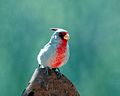 Macho de Cardinalis sinuatus