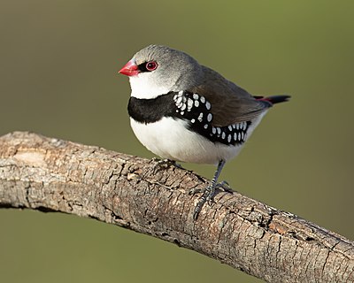 Diamond firetail