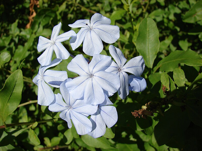 File:Starr 061223-2704 Plumbago auriculata.jpg