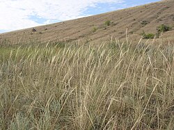 Stipa capillata (hillside).jpg