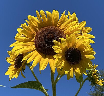 Sunflower and Sky