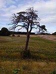 Suptallen vid Torkelsbo i södra Gryttbybygden.