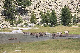 Vacas Aigüestortes i estany de Sant Maurici.jpg