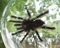 Avicularia metallica (ventral view