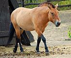 Braunfalbe (Przewalski-Pferd) mit Mehlmaul und dunkler Haut (schwarze Lippen)