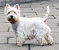 West Highland White Terrier