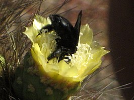 Xylocopa darwini