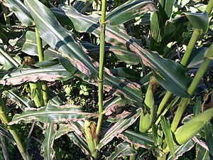 Northern corn leaf blight