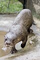 Hairy-nosed otter