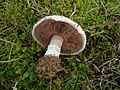 Agaricus devoniensis