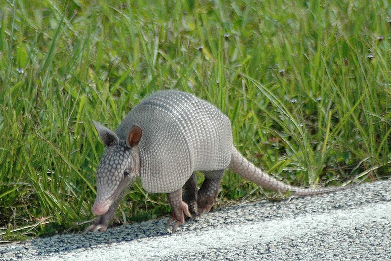 File:Armadillo at Kennedy Space Center (KSC-07PD-2276).jpg