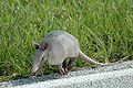 Juvenile; Kennedy Space Center, Florida