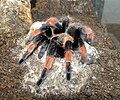 Brachypelma emilia (2012, Canon PowerShot SX130 IS)