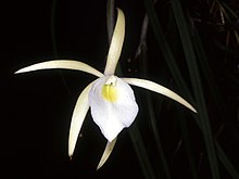 Brassavola tuberculata Orchi 092.jpg