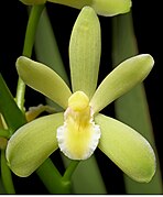 Cymbidium chloranthum