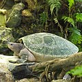 Die Schildkröte ist grünlich und sitzt in einem Terrarium.