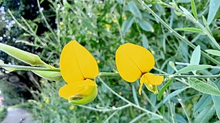 Crotolaria Juncea (Bihar Hemp).jpg