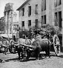 black-and-white image of a pair of buffalo yoked to a loaded cart