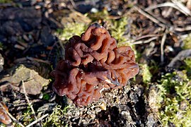 Gyromitra esculenta (41547251182).jpg