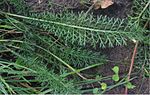 Blad dubbel veerdelig Gewoon duizendblad (Achillea millefolium)