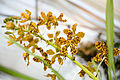 Grammatophyllum speciosum