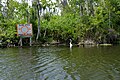 Great egret in Helena Run channel in Lake Harris