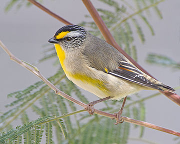 Striated pardalote