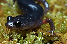 Plethodon shermani Stanton 2.jpg