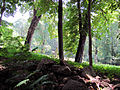 Hohenhaus: Park und Wald gehen ineinander über, Teile der Bruchsteinumfassung sind noch eingebrochen.