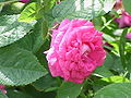 'Rose du Roi', 1812