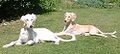 Saluki puppies